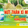 Stem cracking and gummosis on durian trees – How to Prevent It?