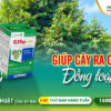 Solution for flushing new shoots simultaneously on durian